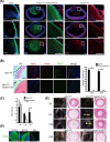 Fig. 12