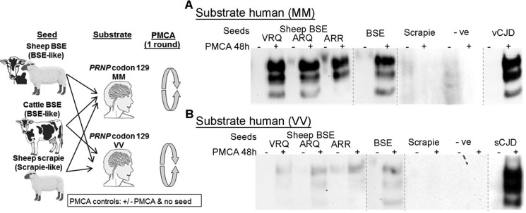 FIGURE 11.