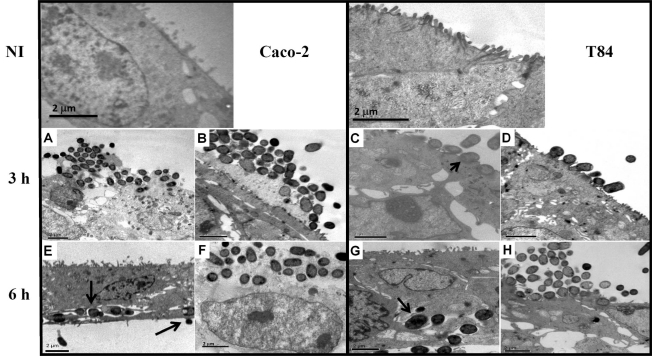 Fig. (3)