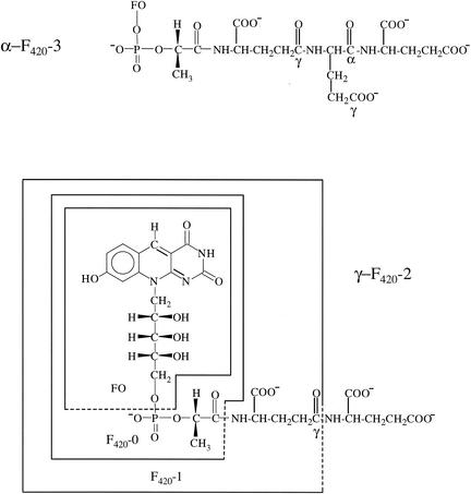 FIG. 1.