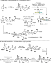 Scheme 7