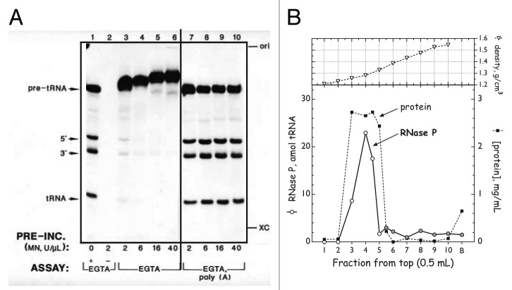 graphic file with name rna-10-1457-g1.jpg