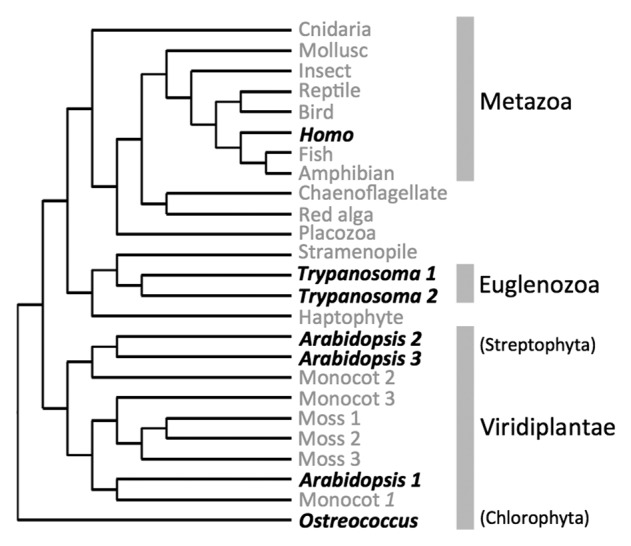 graphic file with name rna-10-1457-g2.jpg