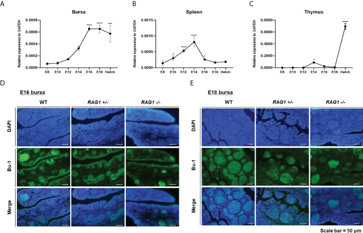 Figure 2