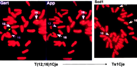 Figure  13