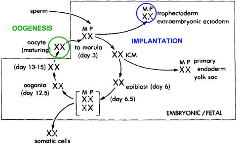 Figure  5