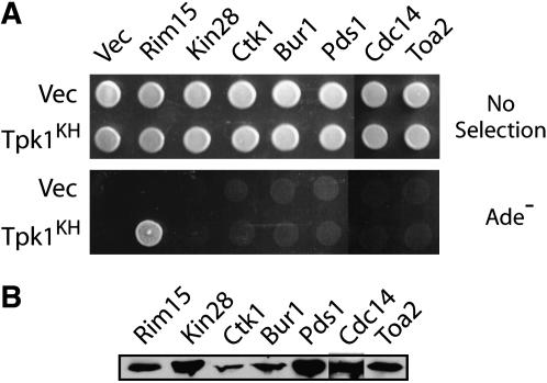 Figure 3.—