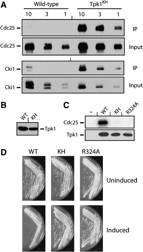 Figure 1.—