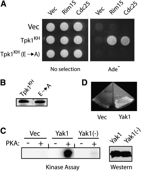 Figure 4.—