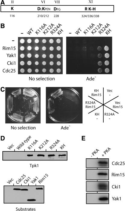 Figure 5.—