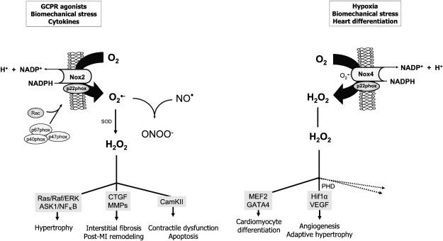 Fig. 2