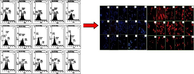 Graphical abstract