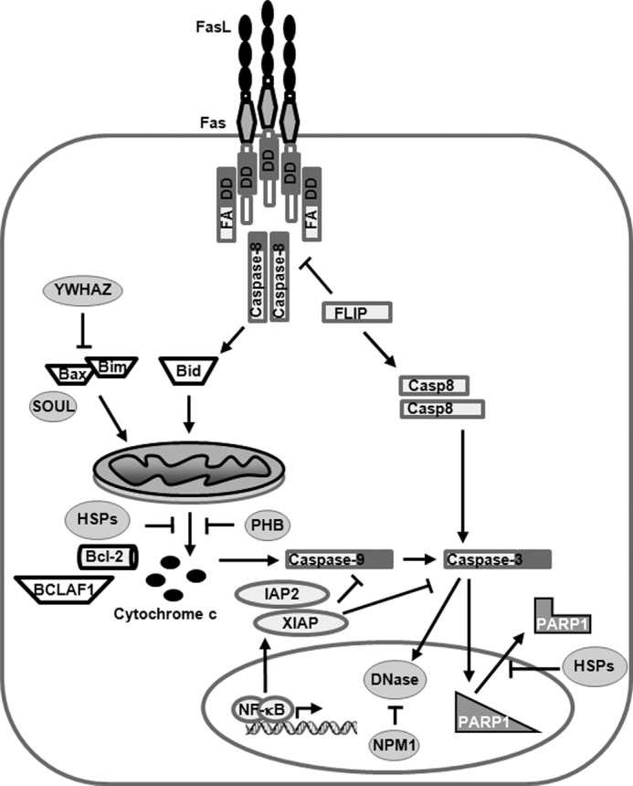 FIGURE 9.