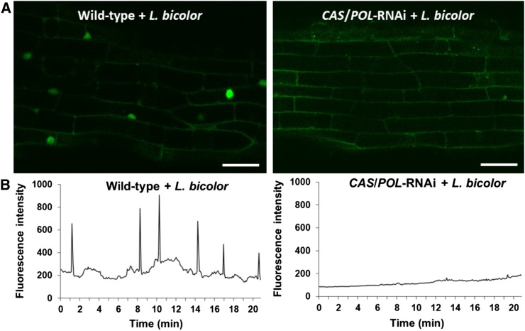 Figure 6.