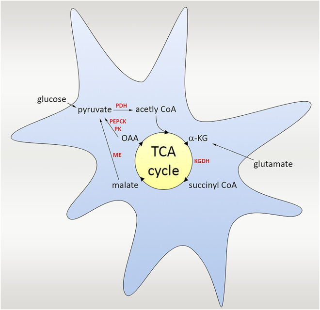 FIGURE 3