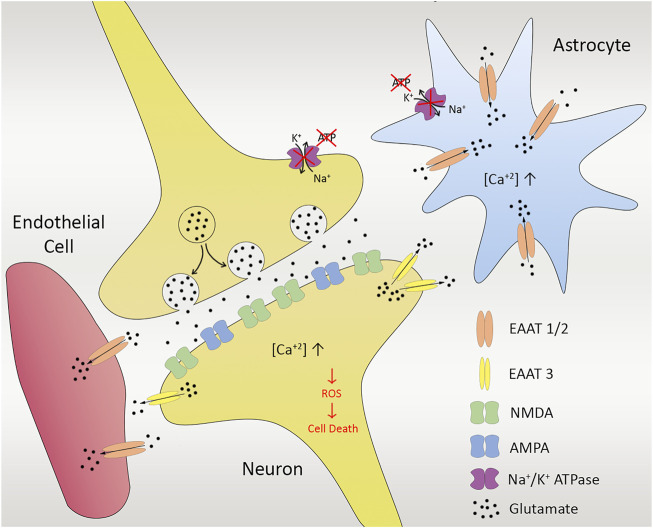 FIGURE 2