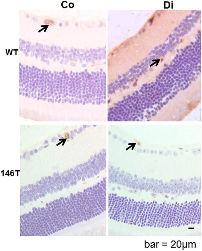 Fig 5