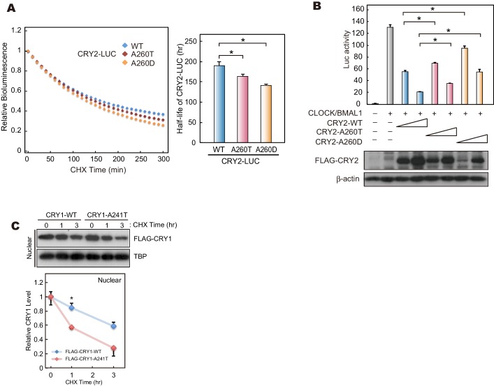 Figure 4—figure supplement 1.