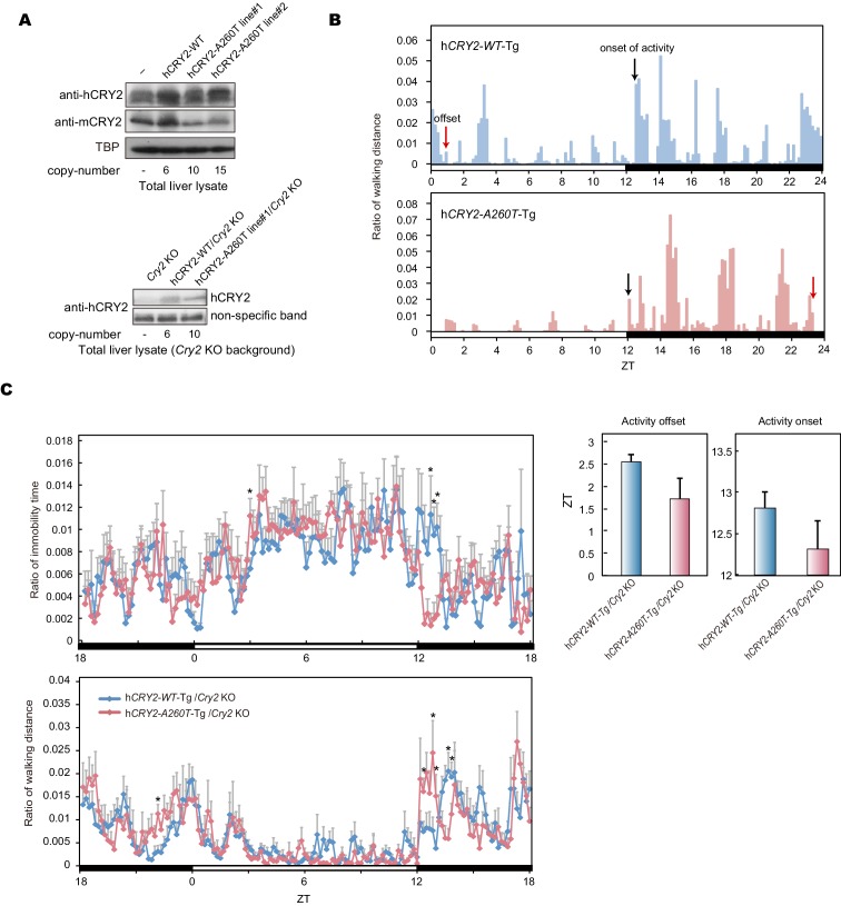 Figure 2—figure supplement 1.