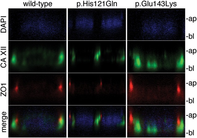 Figure 6.