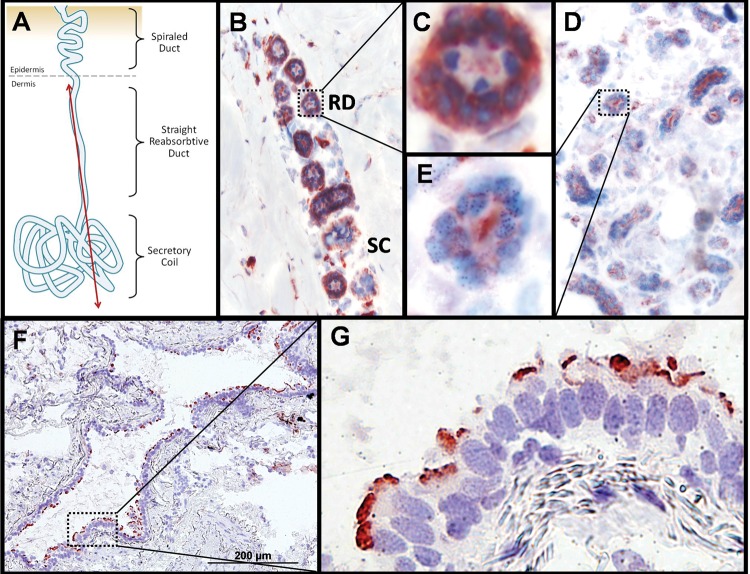 Figure 3.