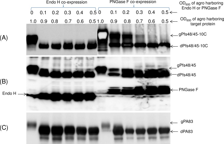 Fig 10