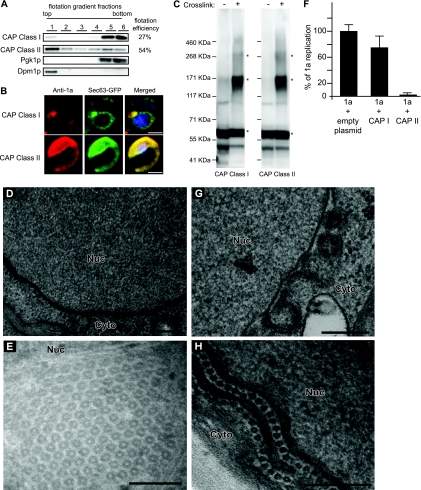 Fig 10