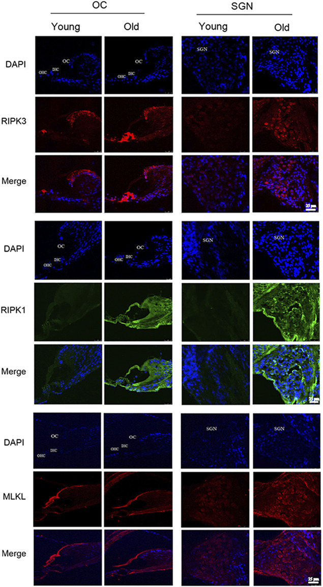 FIGURE 4