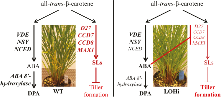 Fig. 9.