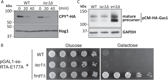 FIGURE 6: