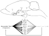 Fig. 11