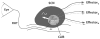 Fig. 12