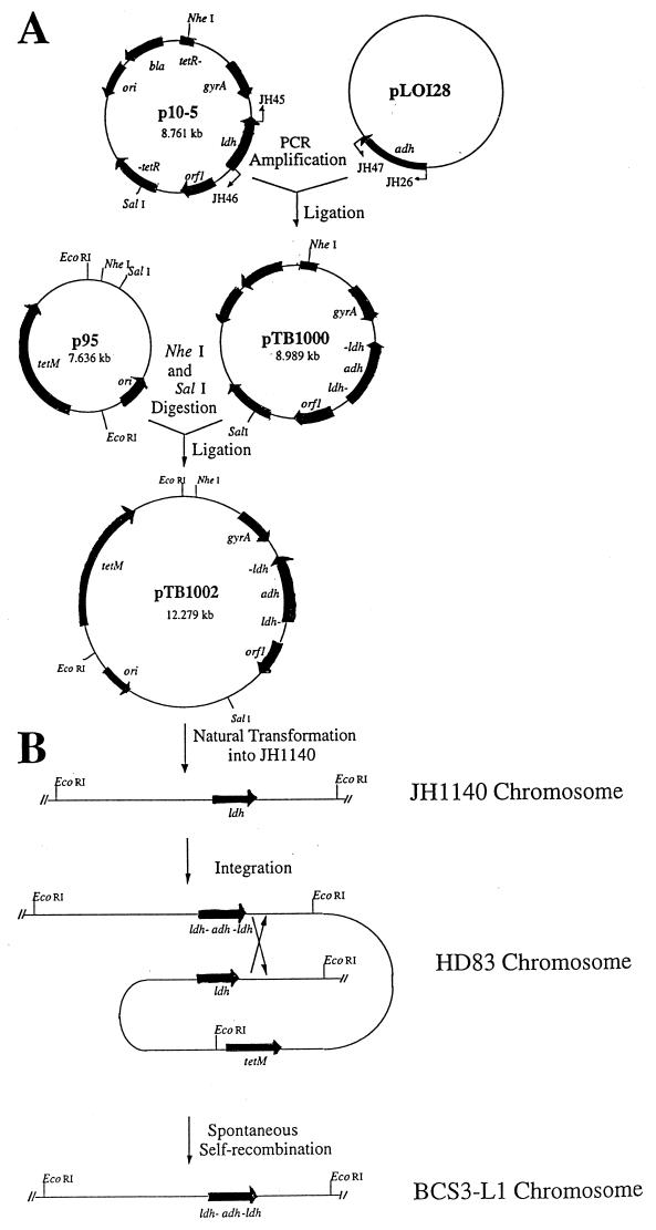 FIG. 1