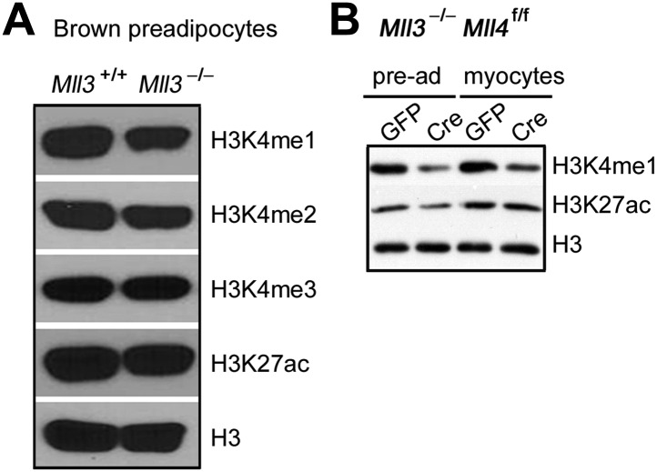 Figure 6—figure supplement 1.