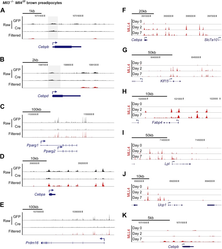 Figure 3—figure supplement 1.