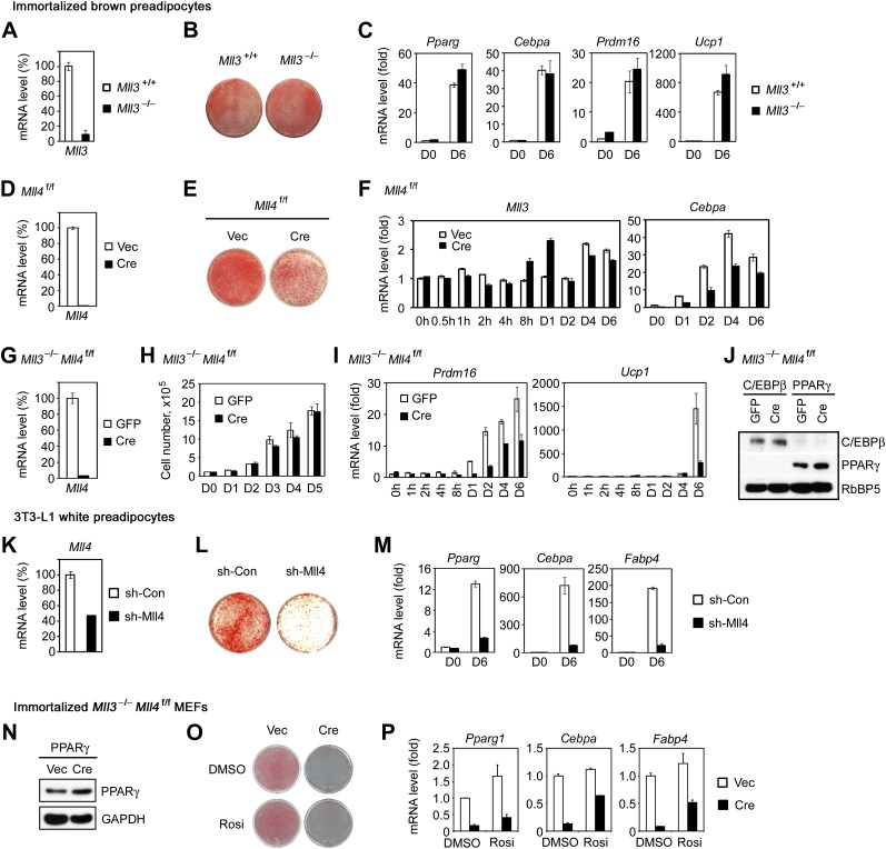 Figure 2—figure supplement 1.