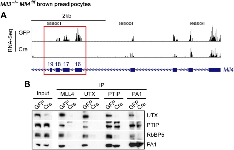 Figure 1—figure supplement 2.