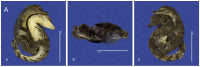 Figure 18