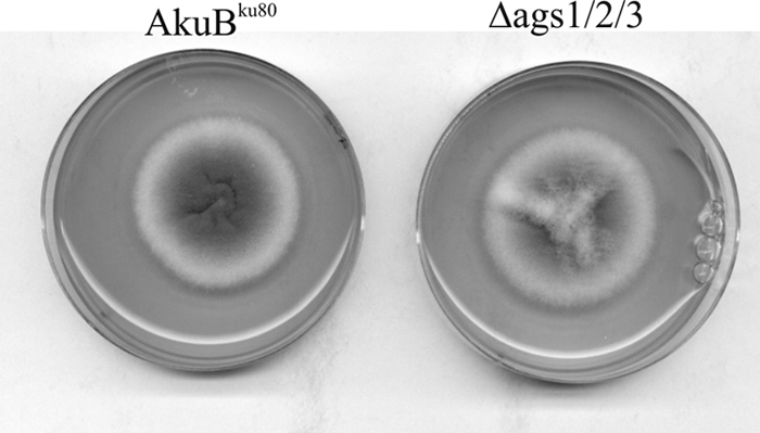 Fig 2