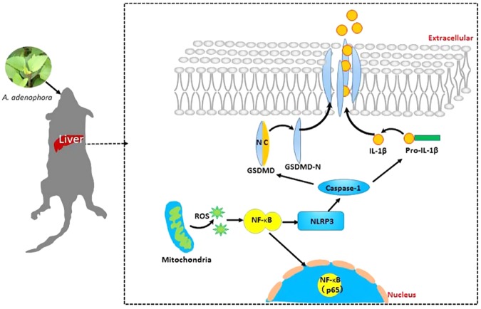 Figure 6