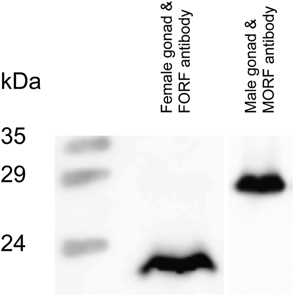 Figure 3.—