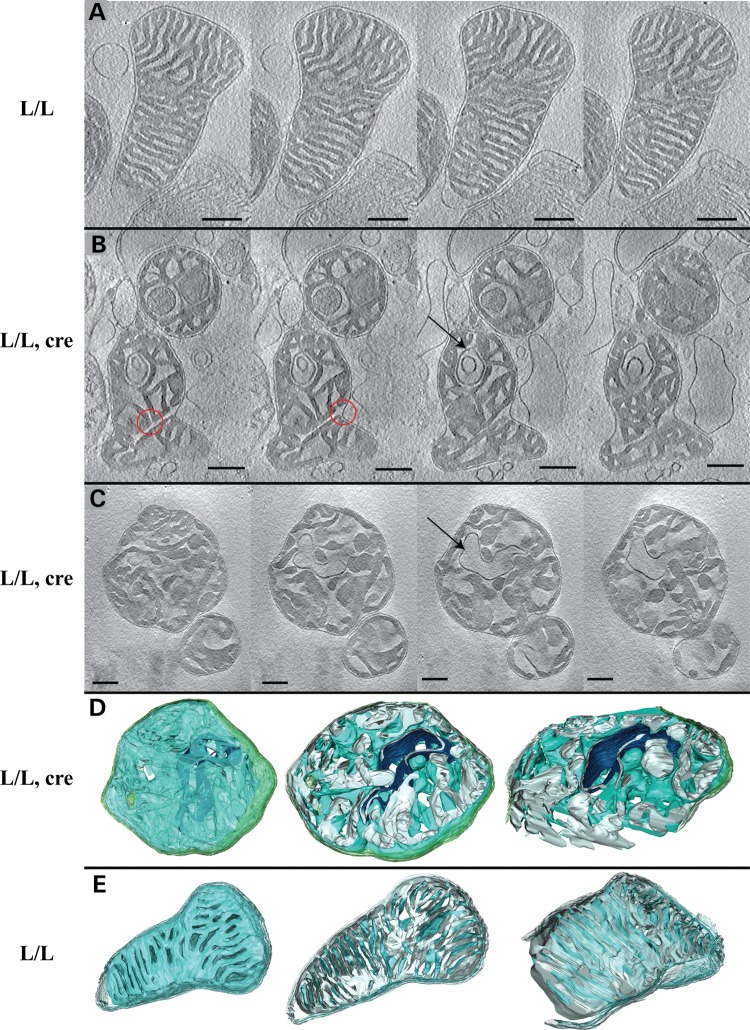 Figure 4.