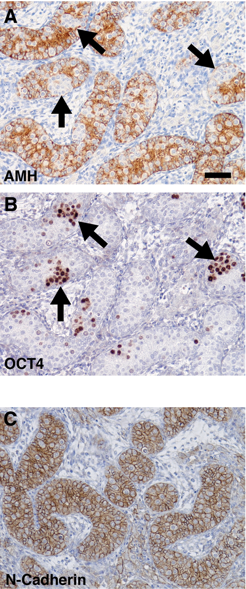 Figure 2