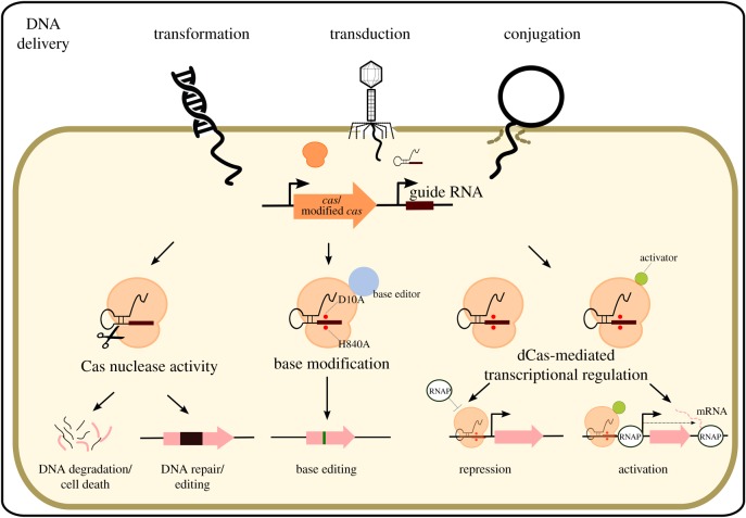 Figure 2.