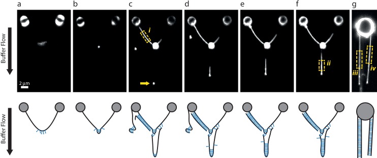 Figure 4—figure supplement 4.