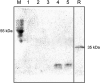 FIG 5