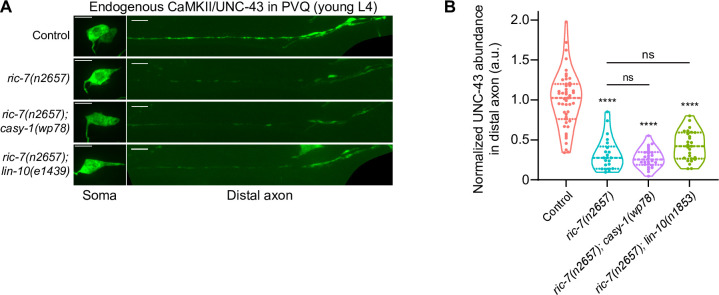 Figure 6—figure supplement 1.