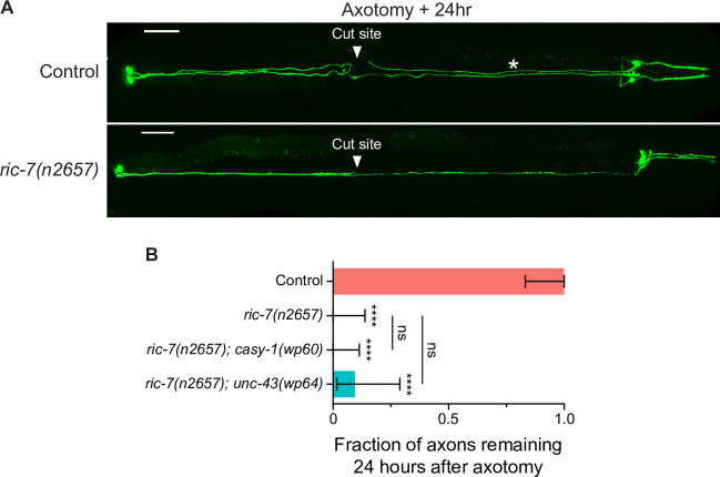 Figure 1—figure supplement 2.