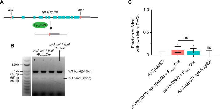 Figure 5—figure supplement 1.