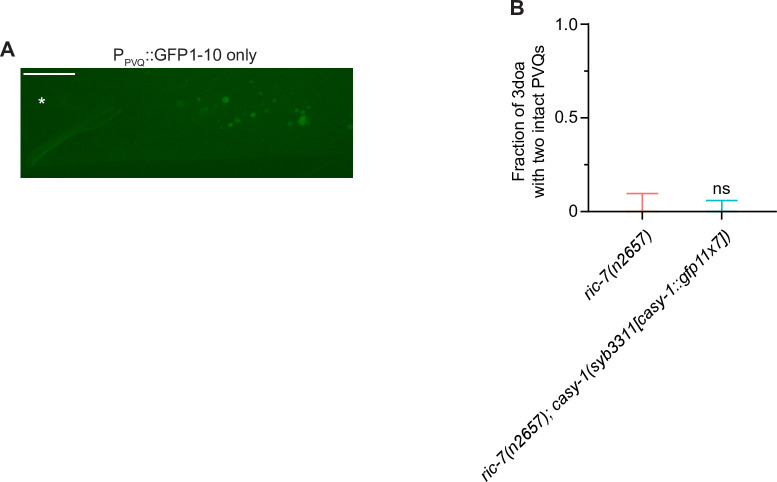 Figure 2—figure supplement 1.